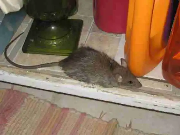 8 Tips To Keep Rats Away From Your House; These Will Really Help You